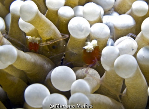 Popcorn shrimp (Periclimenes kororensis), by Mariano Mañas 